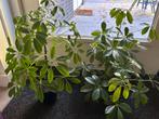 Vingerplant / Schefflera arboricola, Huis en Inrichting, Kamerplanten, Ophalen, Halfschaduw, Minder dan 100 cm