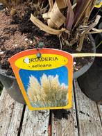 Pampas gras of cortaderia selloana hebben al pluimen gegeven, Ophalen, Vaste plant, Siergrassen, Halfschaduw