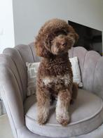 Bijzondere Kleur DEKREU Toypoedel: Choco Tan 🐶 GETEST ✅, Reu, 1 tot 2 jaar, Parvo, Eén hond