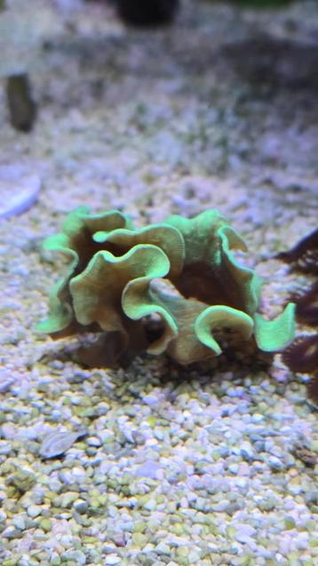 Koraal pavona cactus beschikbaar voor biedingen