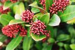 Skimmia Rubella – 8 stuks voor €100, Tuin en Terras, Planten | Struiken en Hagen, Ophalen of Verzenden, Overige soorten, Haag