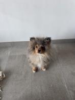 pomeriaan puppy, België, Particulier, 8 tot 15 weken, Eén hond