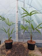 Trachycarpus fortunei, Volle zon, Ophalen of Verzenden, Minder dan 100 cm, Zomer