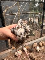 Broedeieren en jonge hennen te koop, Japanse Jumbo kwartels, Dieren en Toebehoren, Pluimvee, Vrouwelijk, Overige soorten