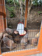 Wyandotte  3 hennen 2 hanen krielkuikens 12 weken handtam, Dieren en Toebehoren, Pluimvee, Meerdere dieren, Kip