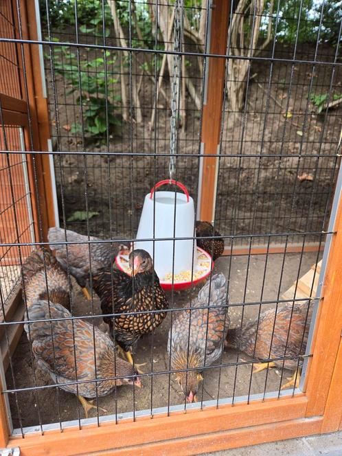 Wyandotte  3 hennen 2 hanen krielkuikens 12 weken handtam, Dieren en Toebehoren, Pluimvee, Kip, Meerdere dieren