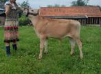 Blonde Jersey stier kalf, Dieren en Toebehoren, Mannelijk