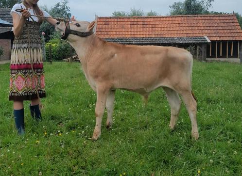Blonde Jersey stier kalf, Dieren en Toebehoren, Runderen, Mannelijk