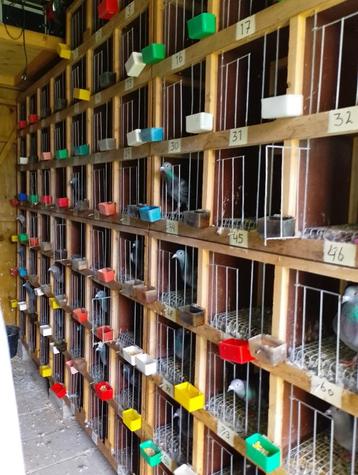 Oude duivenklok beschikbaar voor biedingen