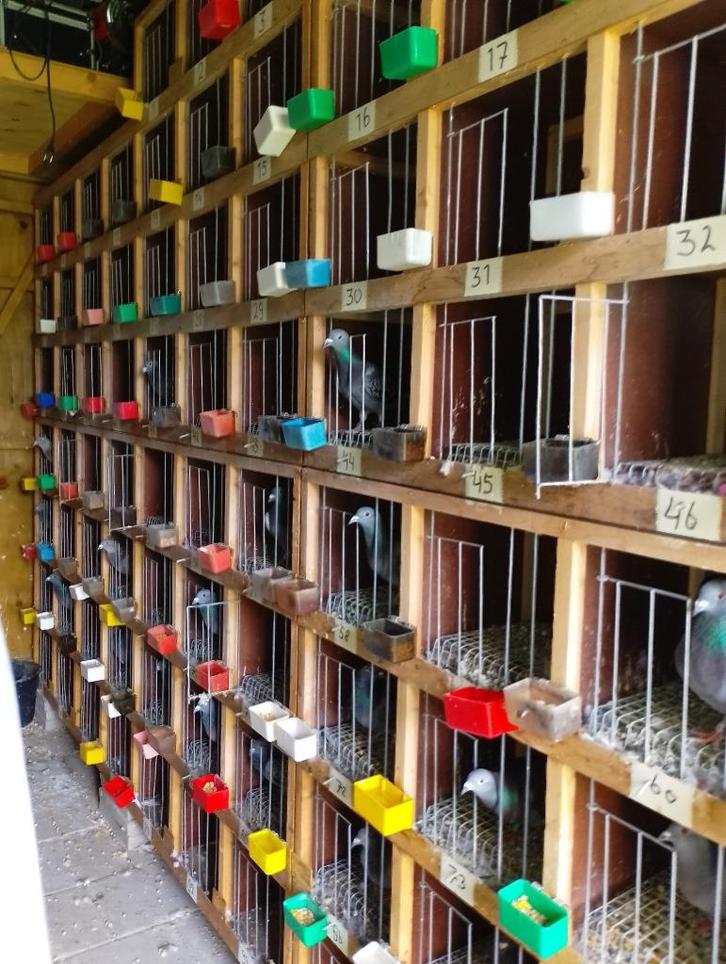 Oude duivenklok, Dieren en Toebehoren, Vogels | Duiven, Postduif, Mannelijk