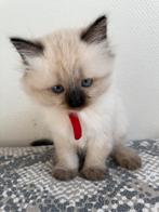 Lieve Regbol-kittens zoeken een thuis!, Meerdere dieren, 0 tot 2 jaar