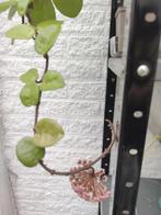 Hoya cornosa kamerplant, Huis en Inrichting, Kamerplanten, Ophalen, Overige soorten, Minder dan 100 cm