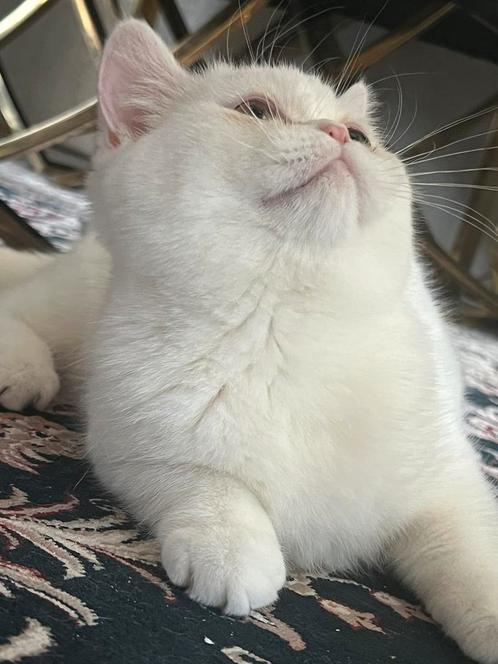 Brits kort haar poesje, Dieren en Toebehoren, Katten en Kittens | Raskatten | Korthaar, Poes