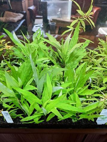 Hygrophila Siamensis beschikbaar voor biedingen