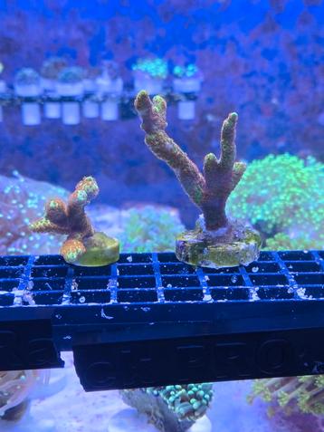 Montipora the Grinch beschikbaar voor biedingen
