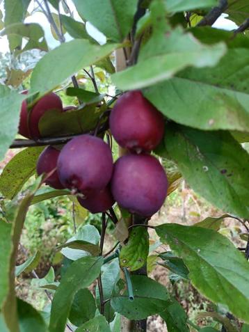 Eetbare sierappeltjes (Bomen) te koop