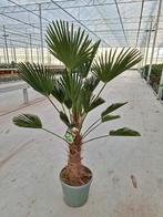 Trachycarpus Wagnerianus – Winterharde palm 🌴, Ophalen, Gehele jaar, Volle zon