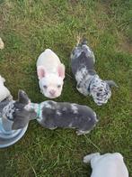 France Bulldog, Particulier, 8 tot 15 weken, Buitenland, Bulldog