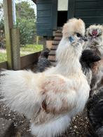 USA zijdehoen haan, Dieren en Toebehoren, Pluimvee, Mannelijk, Kip