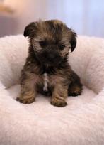 Super mooi gezonde boomer pups., Parvo, Overige rassen, 8 tot 15 weken, Meerdere