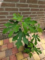 Ficus carica 'Little Miss Figgy' - Dwergvijg, Ophalen, Zomer, Volle zon