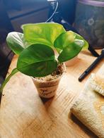 Epipremnum njoy, Ophalen of Verzenden, Halfschaduw, Minder dan 100 cm