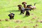 teckel pups, zoeken een liefdevol baasje, nog reutjes 💞, Dieren en Toebehoren, Honden | Teckels en Dashonden, Standaard, 8 tot 15 weken