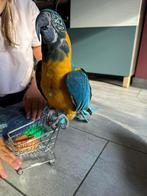 Blauwkeel ara handtam, Dieren en Toebehoren, Vrouwelijk, Papegaai