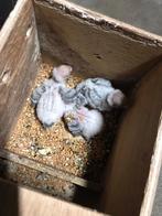 Grasparkieten jonge en onverwante koppels, Dieren en Toebehoren, Vogels | Parkieten en Papegaaien, Meerdere dieren, Parkiet