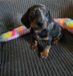 Dwerg teckel pups black merle, Rabiës (hondsdolheid), Reu, 8 tot 15 weken, Korthaar