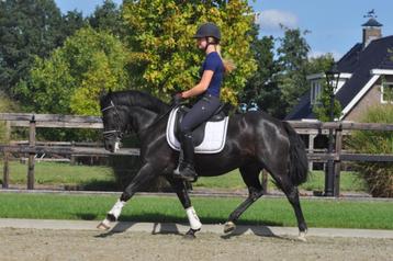 10 jarige zwarte new forest pony beschikbaar voor biedingen