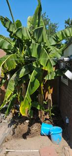 Musa basjoo winterharde bananenplant bananenboom banaan, Ophalen, Volle zon, Overige soorten, 100 tot 250 cm