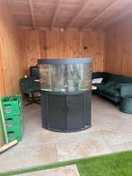 Juwel trigon 190 liter zwart, Ophalen, Gebruikt, Leeg aquarium