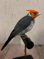 Mooie opgezette Kardinaal, Ophalen of Verzenden, Nieuw, Vogel, Opgezet dier