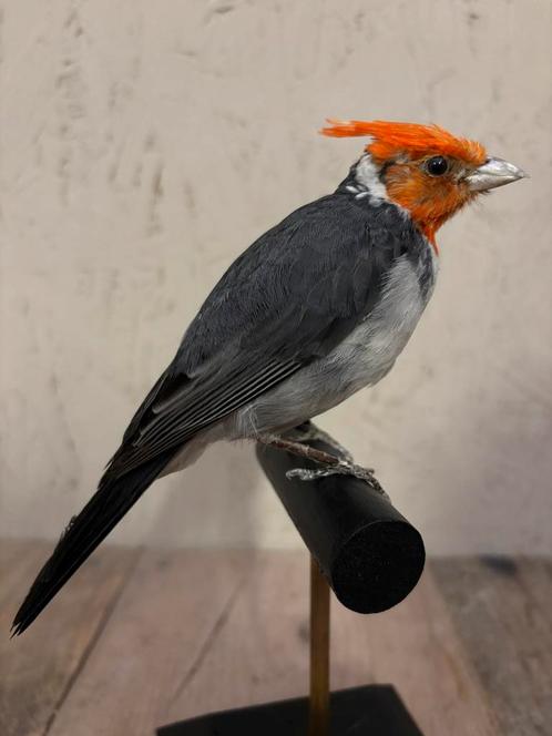 Mooie opgezette Kardinaal, Verzamelen, Dierenverzamelingen, Nieuw, Opgezet dier, Vogel, Ophalen of Verzenden