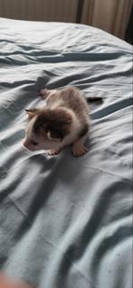 Kittens, Dieren en Toebehoren, Katten en Kittens | Overige Katten, Kater, Kortharig, 0 tot 2 jaar