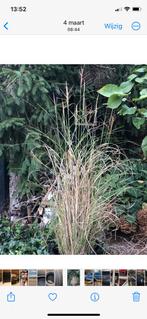 Sier gras/ rietplant, Ophalen of Verzenden, Overige soorten