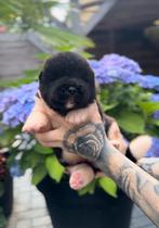 2 Amerikaanse akita pups, Dieren en Toebehoren, Honden | Poolhonden, Keeshonden en Oertypen, Overige rassen, CDV (hondenziekte)