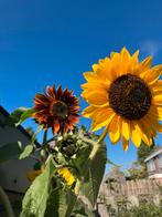 Zonnebloem zaden, Tuin en Terras, Ophalen of Verzenden, Volle zon
