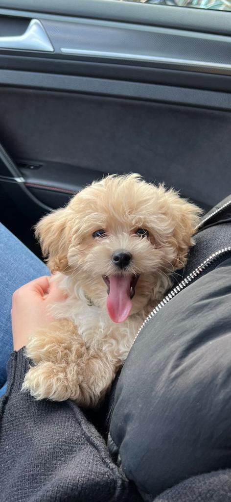 Toy Poedel pup reu beige – 9 weken – stamboom, Dieren en Toebehoren, Honden | Chihuahua's en Gezelschapshonden, Reu, Poedel, Particulier