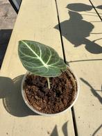 Alocasia Black Velvet, Ophalen of Verzenden, Overige soorten, Minder dan 100 cm