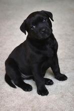 Labrador  rotweiler kruising., 8 tot 15 weken, Teef, Groot, Meerdere