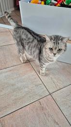 Lieve binnenpoes Lira zoekt een nieuw thuis, Dieren en Toebehoren, Katten en Kittens | Overige Katten, Poes, Kortharig, 6 jaar of ouder