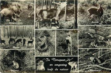 (387-114-055) Nunspeet Natuur beschikbaar voor biedingen