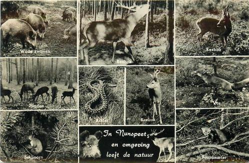 (387-114-055) Nunspeet Natuur, Verzamelen, Ansichtkaarten | Nederland, Gelderland, Verzenden