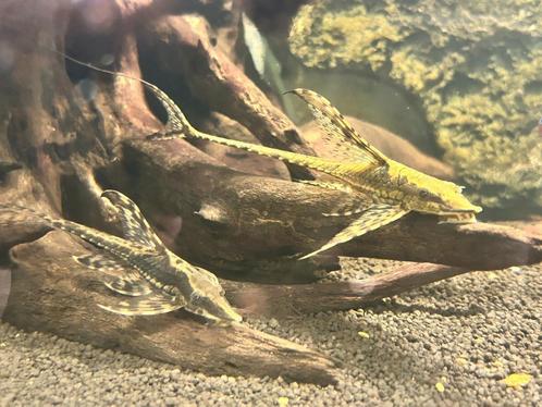 sturisomatichthys festivum & unknown Sturisoma, Dieren en Toebehoren, Vissen | Aquariumvissen, Zoetwatervis, Vis