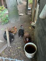 Orpington groot kippen, Dieren en Toebehoren, Pluimvee, Vrouwelijk, Kip