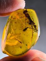 Groot Birmees Amber (V) met uitgestorven Elcanidae sprinkhaa, Verzenden, Fossiel