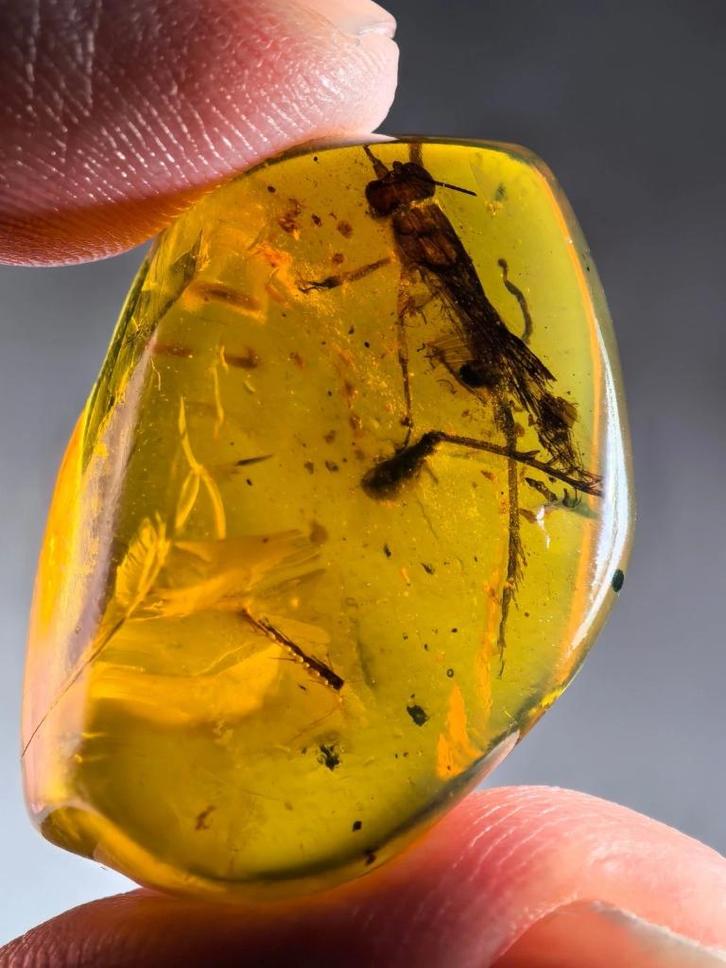 Groot Birmees Amber (V) met uitgestorven Elcanidae sprinkhaa, Verzamelen, Mineralen en Fossielen, Fossiel, Verzenden