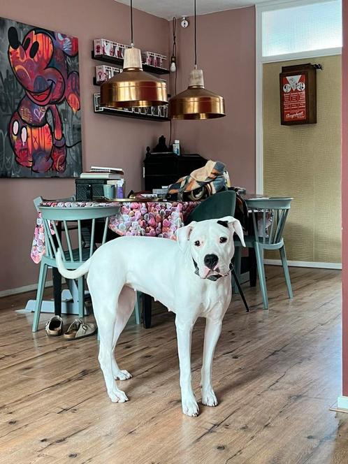 *SPOED* DOGO ARGENTINO TEEFJE, Dieren en Toebehoren, Honden | Niet-rashonden, Groot, Teef, Particulier, Eén hond, Nederland, 3 tot 5 jaar